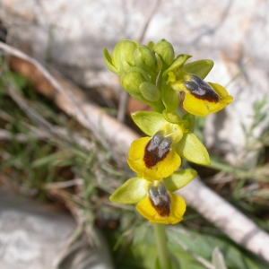 Photographie n°9772 du taxon Ophrys lutea Cav. [1793]
