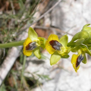 Photographie n°9773 du taxon Ophrys lutea Cav. [1793]