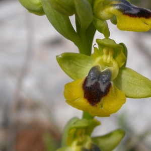 Photographie n°9774 du taxon Ophrys lutea Cav. [1793]