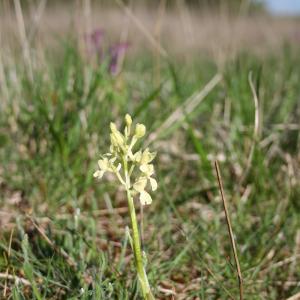 Photographie n°9781 du taxon Orchis mascula (L.) L. [1755]