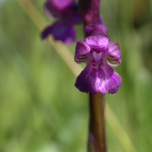 Photographie n°9782 du taxon Orchis morio L. [1753]