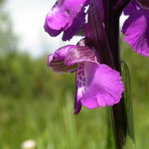 Photographie n°9784 du taxon Orchis morio L. [1753]