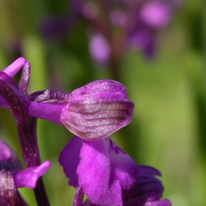 Photographie n°9786 du taxon Orchis morio L. [1753]