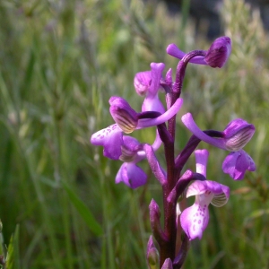  - Orchis morio subsp. picta (Loisel.) K.Richt. [1890]