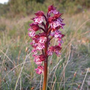 Photographie n°9791 du taxon Orchis purpurea Huds. [1762]