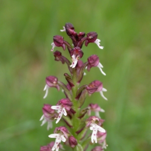 Photographie n°9793 du taxon Orchis ustulata L. [1753]