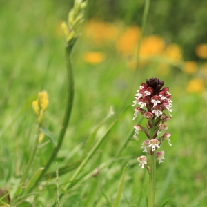 Photographie n°9794 du taxon Orchis ustulata L. [1753]