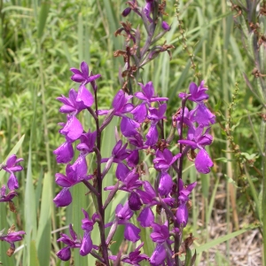 Photographie n°9795 du taxon Orchis laxiflora Lam. [1779]