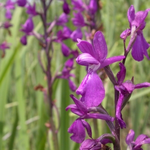 Photographie n°9796 du taxon Orchis laxiflora Lam. [1779]