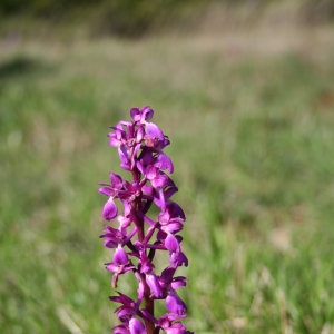 Photographie n°9797 du taxon Orchis mascula (L.) L. [1755]