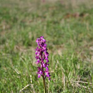 Photographie n°9798 du taxon Orchis mascula (L.) L. [1755]