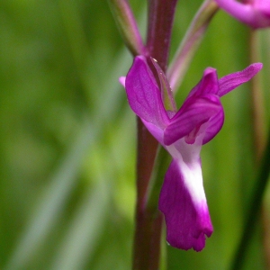 Photographie n°9800 du taxon Orchis laxiflora Lam. [1779]