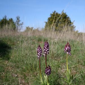 Photographie n°9804 du taxon Orchis purpurea Huds.