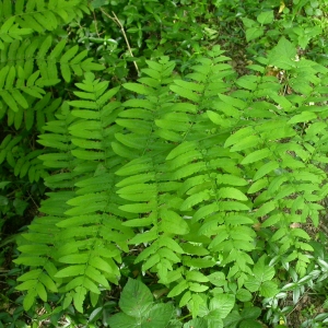 Photographie n°9818 du taxon Osmunda regalis L. [1753]