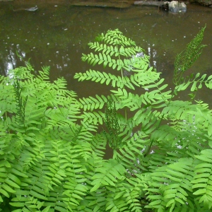 Photographie n°9820 du taxon Osmunda regalis L. [1753]