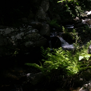 Photographie n°9821 du taxon Osmunda regalis L. [1753]