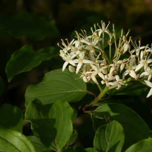 Photographie n°9826 du taxon Cornus sanguinea L. [1753]