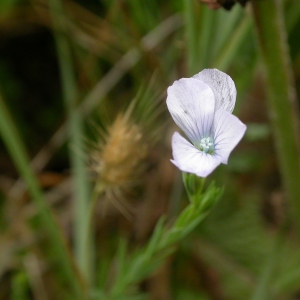 Photographie n°9828 du taxon Linum bienne Mill. [1768]