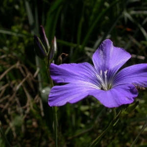 Photographie n°9830 du taxon Linum narbonense L. [1753]