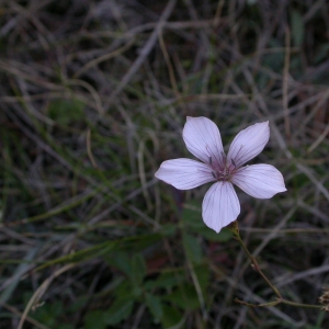 Photographie n°9835 du taxon Linum tenuifolium L. [1753]