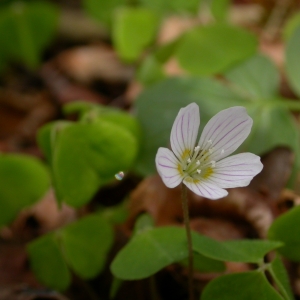 Photographie n°9836 du taxon Oxalis acetosella L.