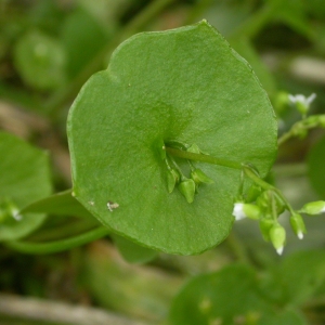 Photographie n°9838 du taxon Claytonia perfoliata Donn ex Willd. [1798]