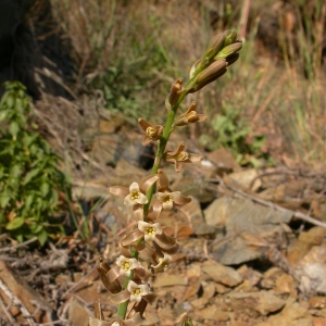 Photographie n°9909 du taxon Dipcadi serotinum (L.) Medik. [1790]