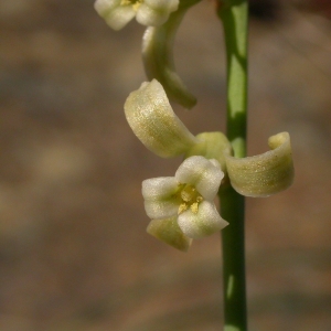 Photographie n°9911 du taxon Dipcadi serotinum (L.) Medik. [1790]