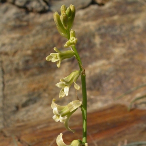 Photographie n°9912 du taxon Dipcadi serotinum (L.) Medik. [1790]