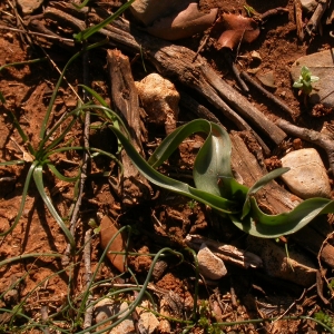 Photographie n°9914 du taxon Muscari comosum (L.) Mill. [1768]