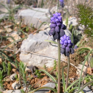 Photographie n°9917 du taxon Muscari neglectum Guss. ex Ten.