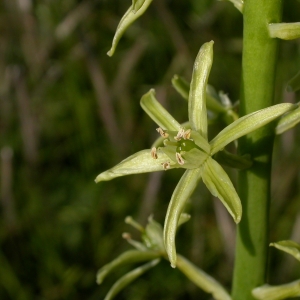 Scilla silvestris Savi (Ornithogale des Pyrénées)