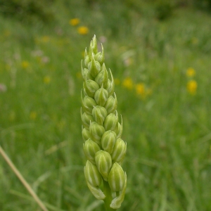 Photographie n°9923 du taxon Ornithogalum pyrenaicum L. [1753]