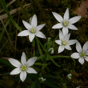 Photographie n°9924 du taxon Ornithogalum umbellatum L. [1753]