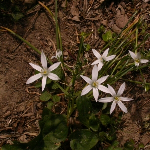 Photographie n°9925 du taxon Ornithogalum umbellatum L.