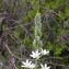  Julien BARATAUD - Ornithogalum narbonense L. [1756]