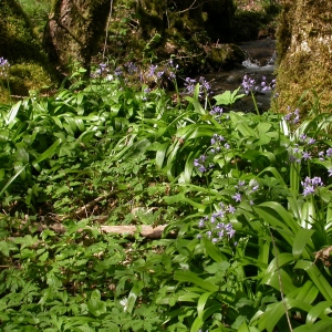 Photographie n°9934 du taxon Scilla lilio-hyacinthus L. [1753]