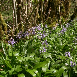 Photographie n°9935 du taxon Scilla lilio-hyacinthus L. [1753]