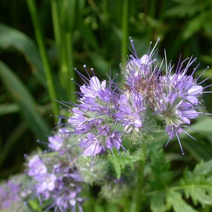 Photographie n°9939 du taxon Phacelia tanacetifolia Benth. [1837]