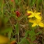  Julien BARATAUD - Hypericum humifusum L. [1753]