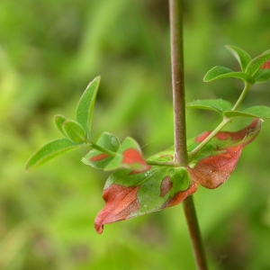 Photographie n°9945 du taxon Hypericum pulchrum L. [1753]