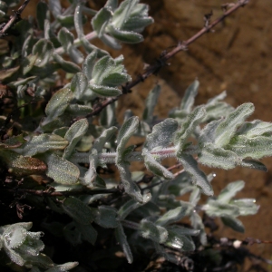 Photographie n°9948 du taxon Hypericum tomentosum L. [1753]