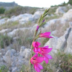 Photographie n°9949 du taxon Gladiolus italicus Mill. [1768]