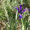  Julien BARATAUD - Iris spuria subsp. maritima (Lam.) P.Fourn. [1935]