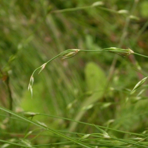 Photographie n°9965 du taxon Juncus bufonius L. [1753]