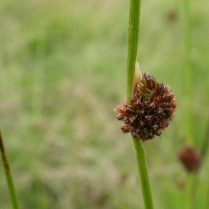 Photographie n°9967 du taxon Juncus conglomeratus L. [1753]