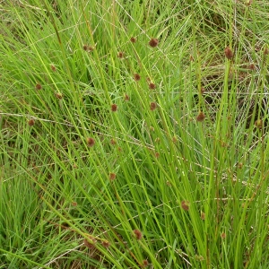 Photographie n°9968 du taxon Juncus conglomeratus L. [1753]