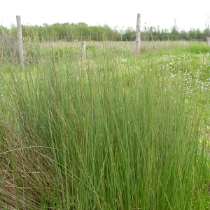 Photographie n°9972 du taxon Juncus glaucus Ehrh. ex Sibth. [1794]