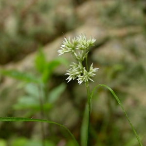 Photographie n°9978 du taxon Luzula nivea (Nathh.) DC. [1805]