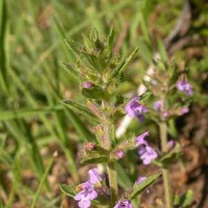 Photographie n°9986 du taxon Acinos arvensis (Lam.) Dandy [1946]